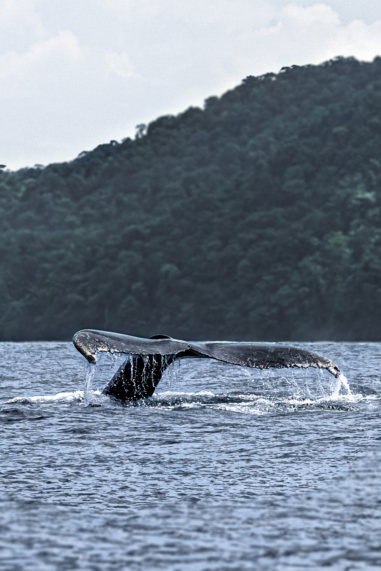 entre ballenas y selva_carrusel2 copia
