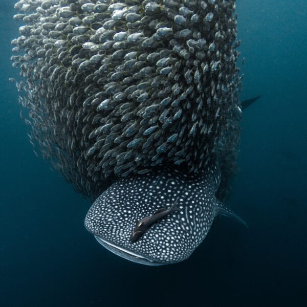 Whale Shark Science Expedition