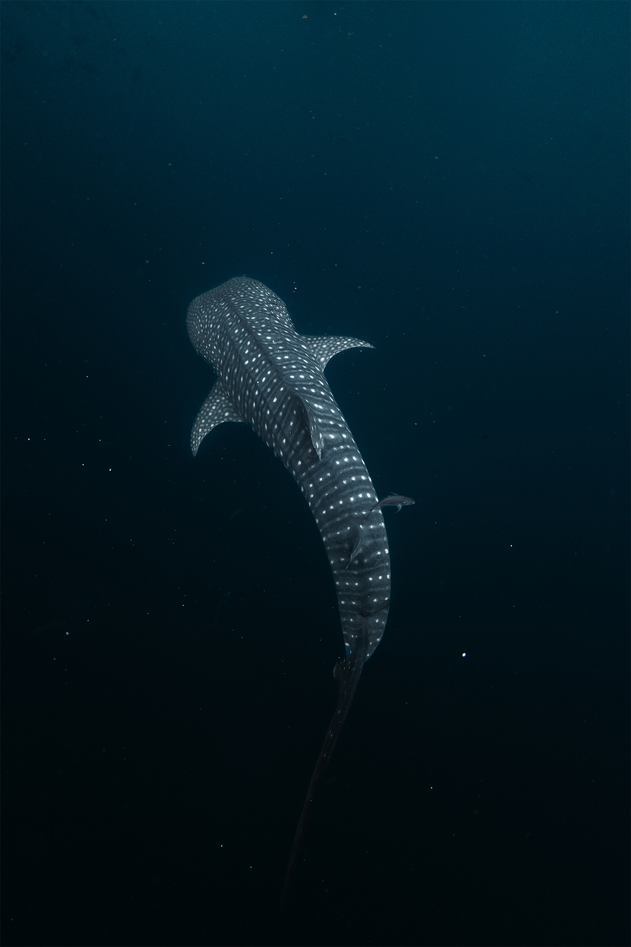 profundidades del pacífico_carrusel 3 copia