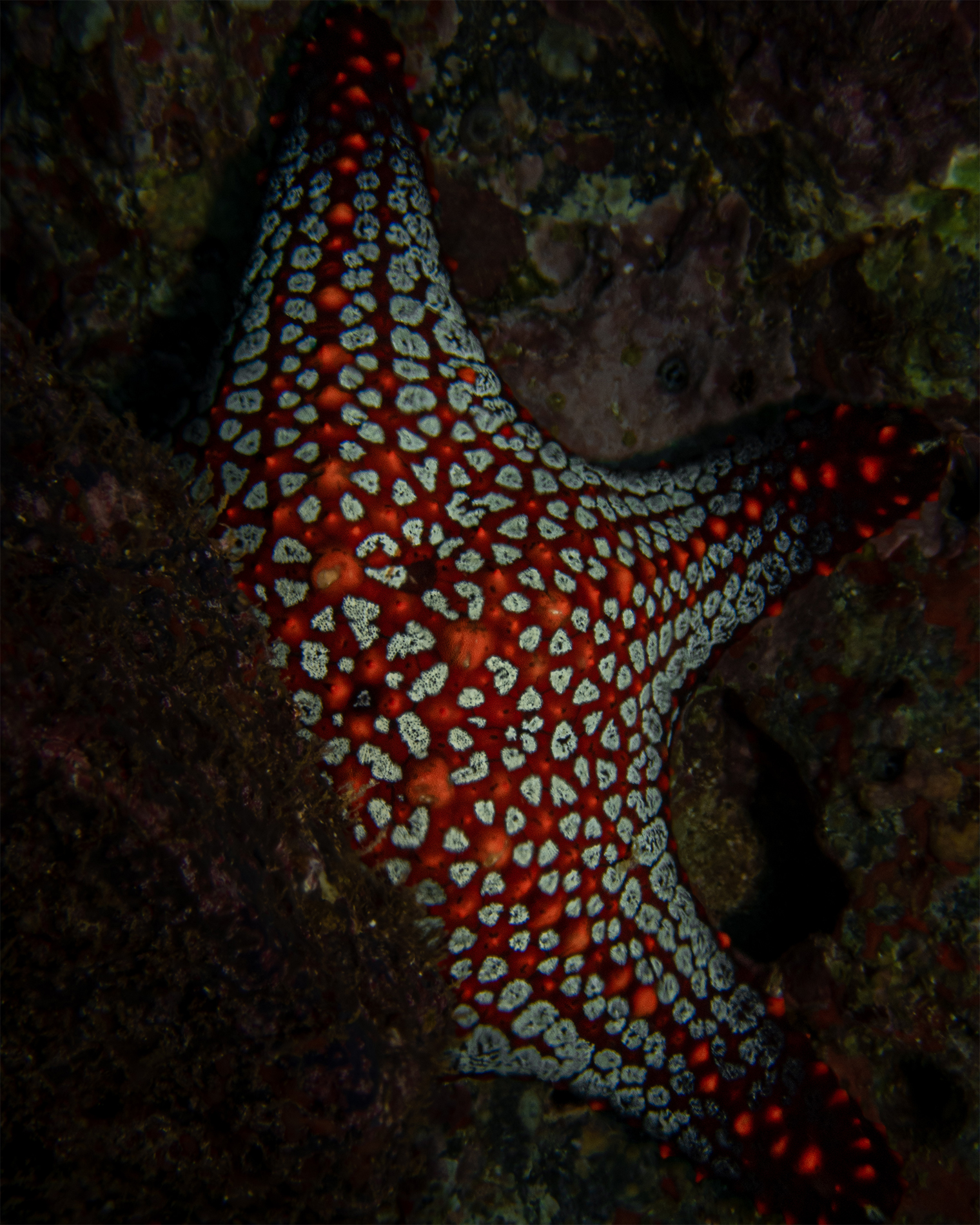 profundidades del pacífico_carrusel2 copia