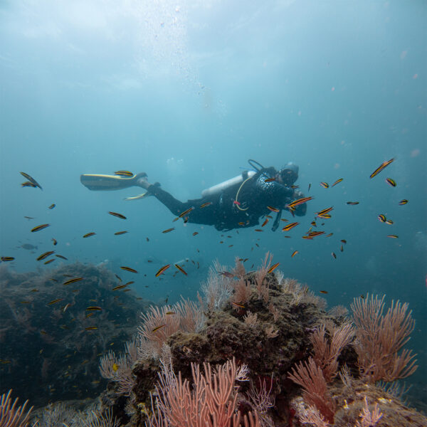 Profundidades del Pacífico