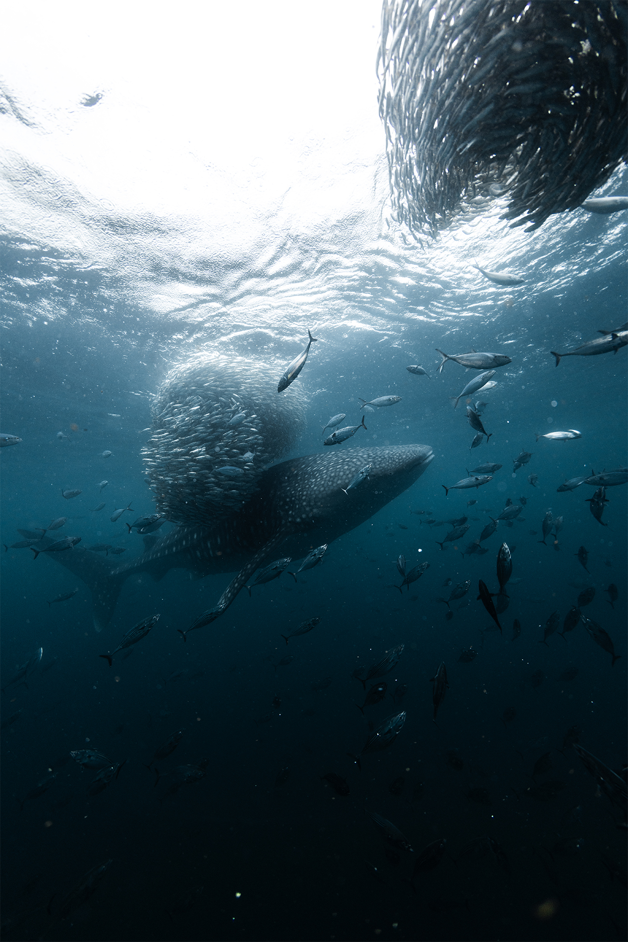 whale shark_carrusel 9 copia