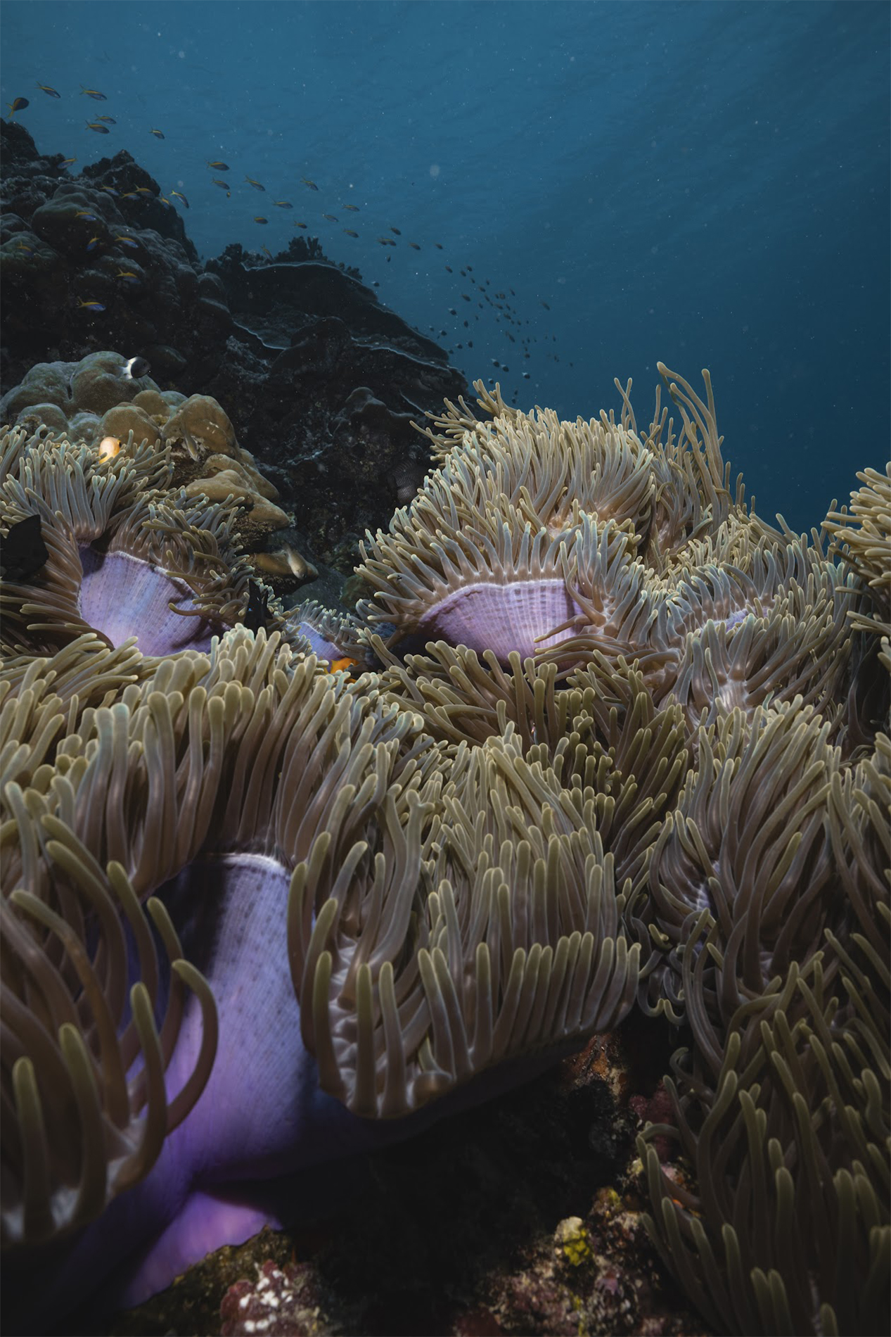 carrusel15_Fuvahmulah