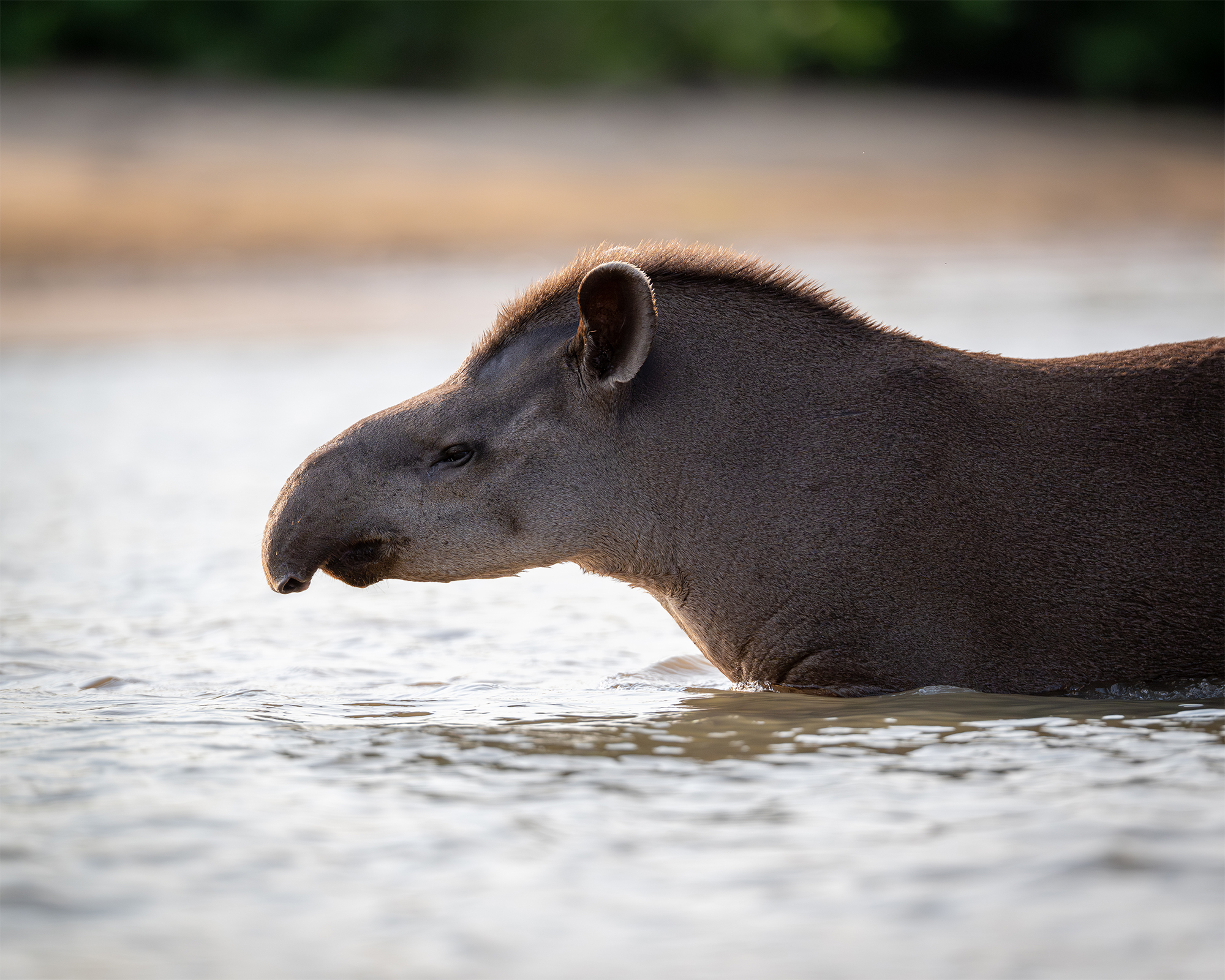 carrusel10_pantanal