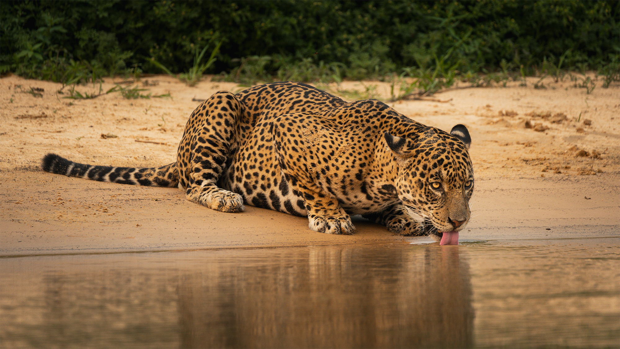 carrusel11_pantanal