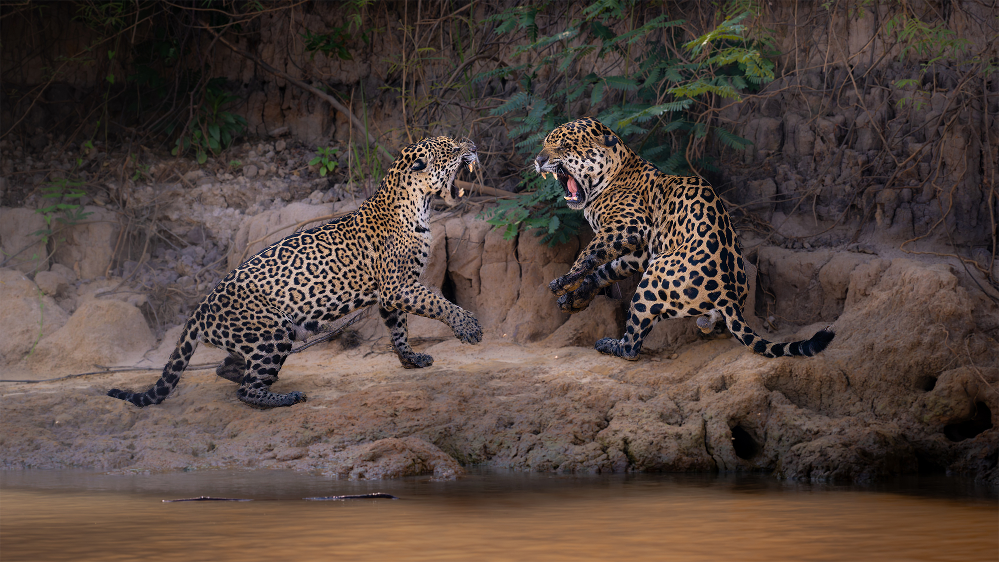 carrusel12_pantanal