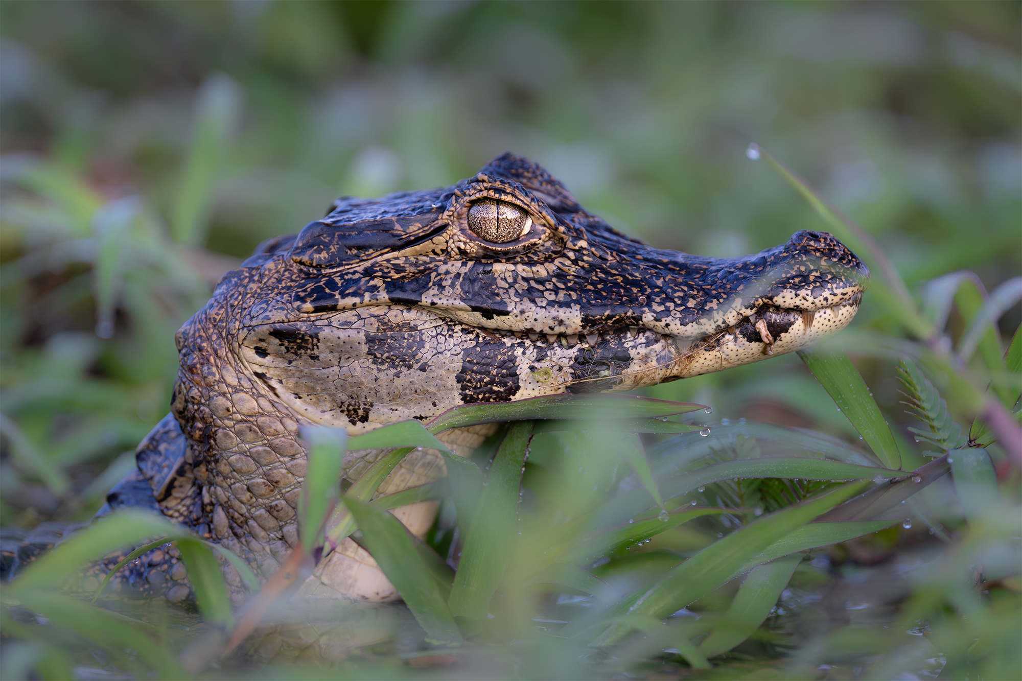 carrusel13_pantanal