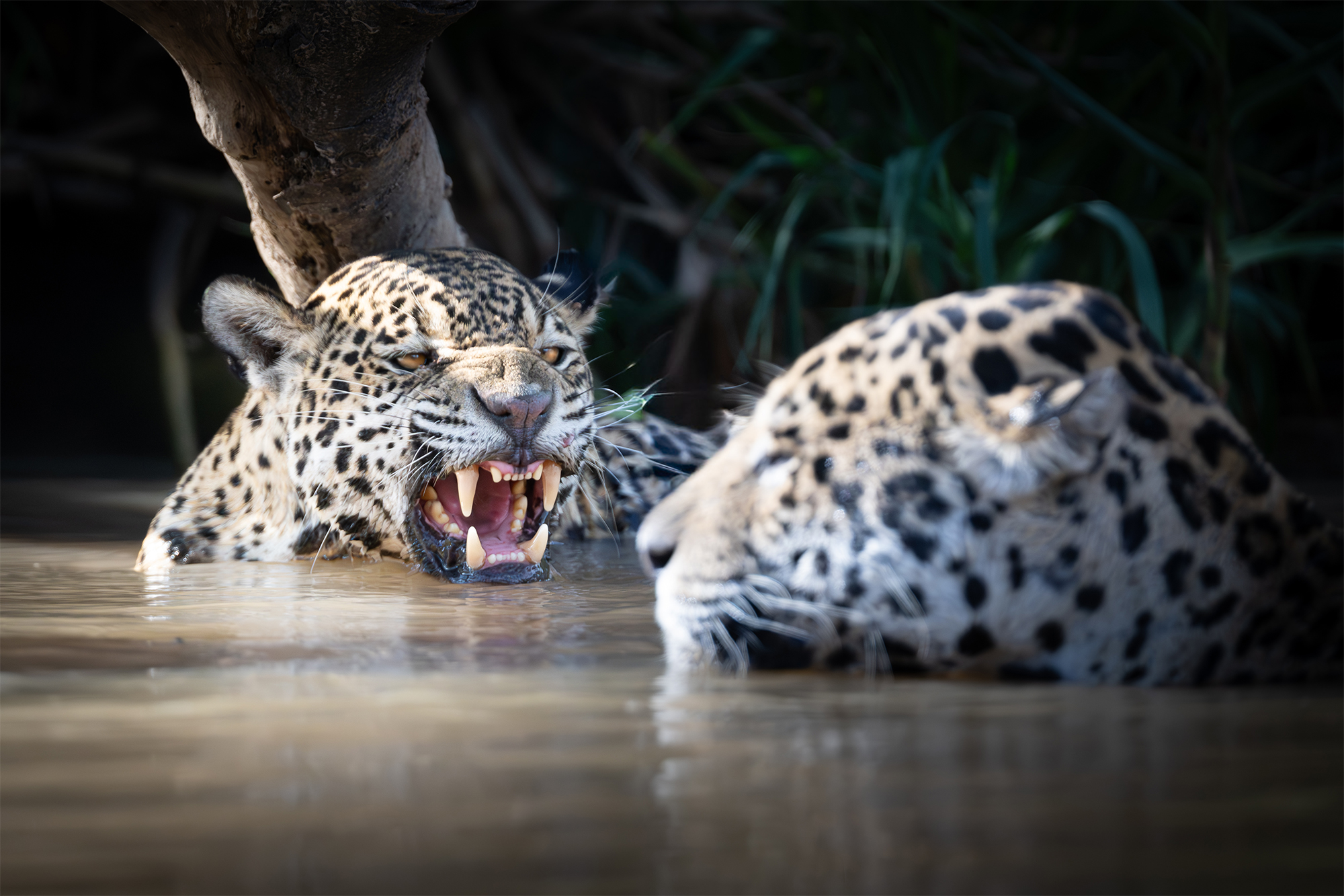 carrusel14_pantanal
