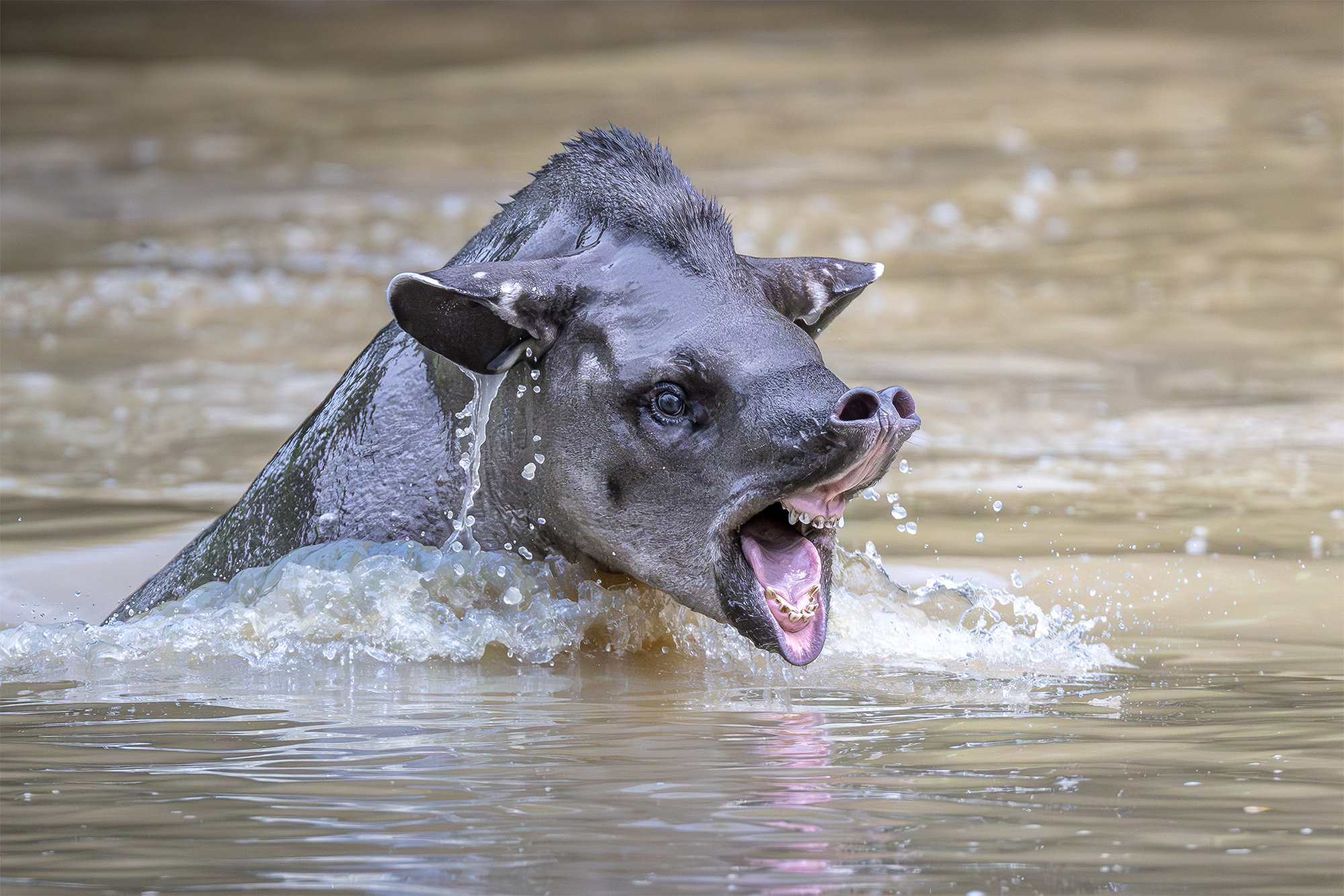 carrusel15_pantanal
