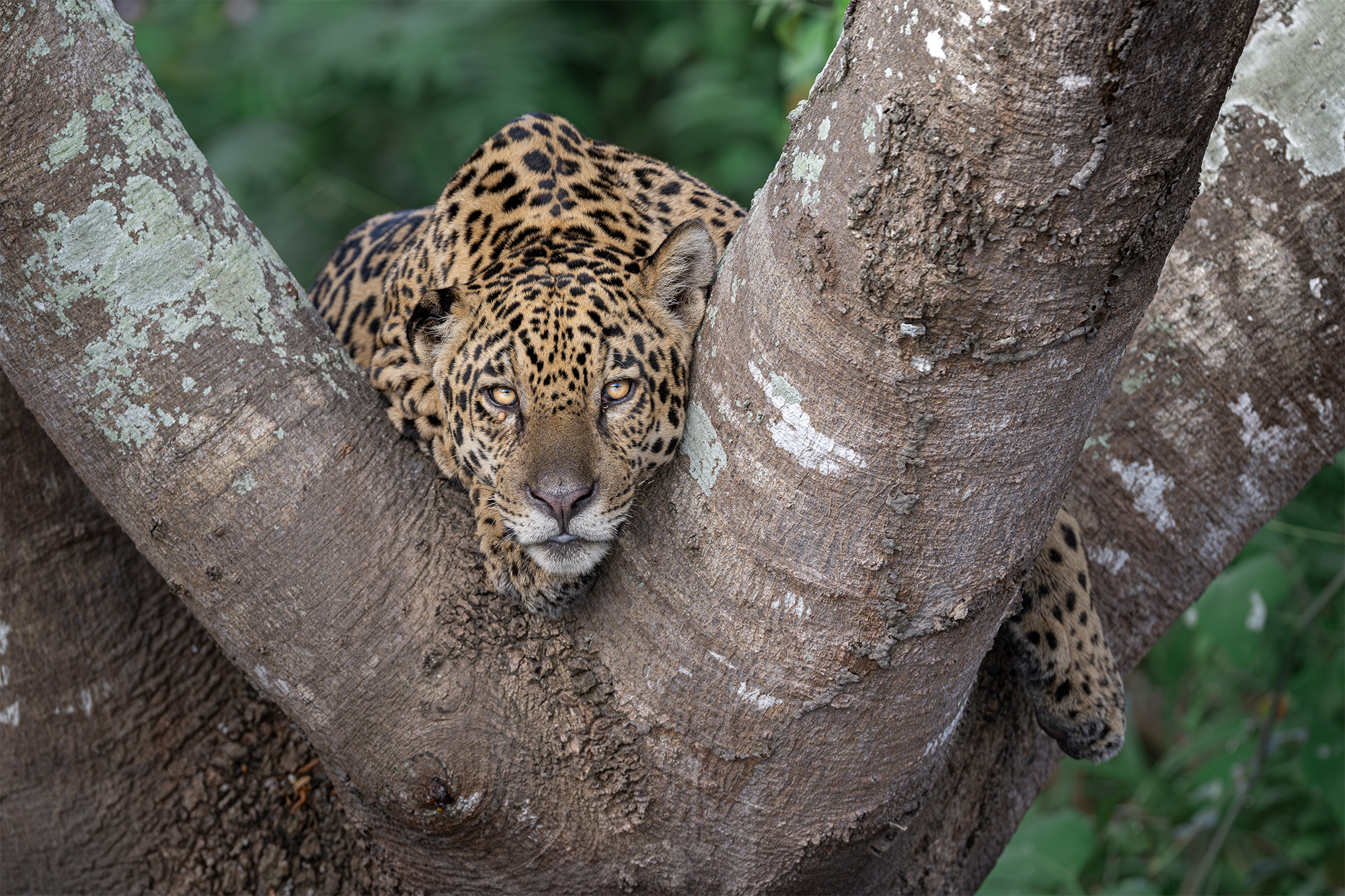 carrusel18_pantanal