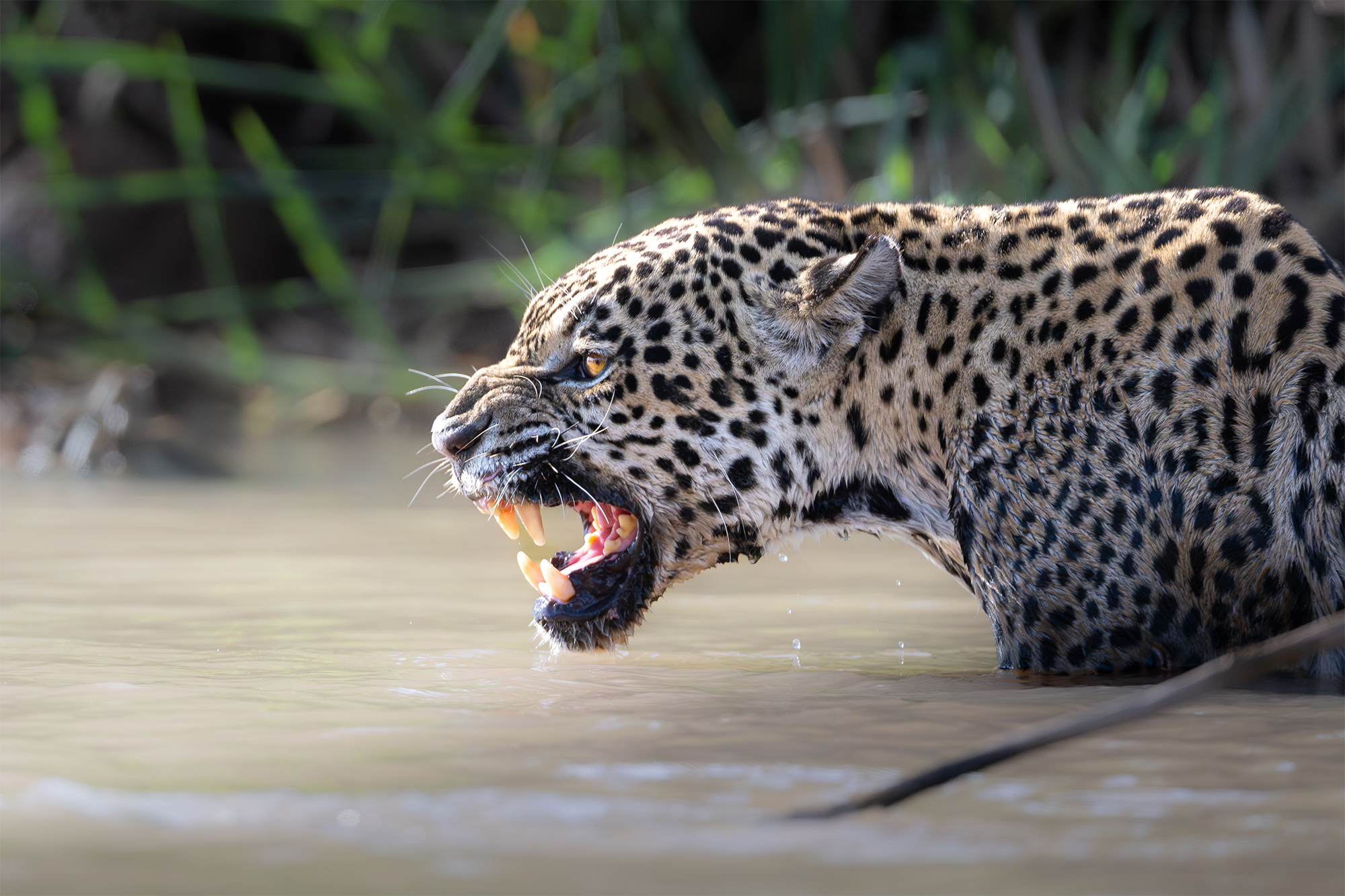 carrusel19_pantanal