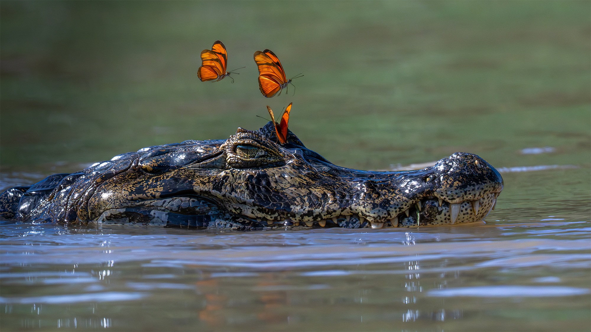 carrusel1_pantanal