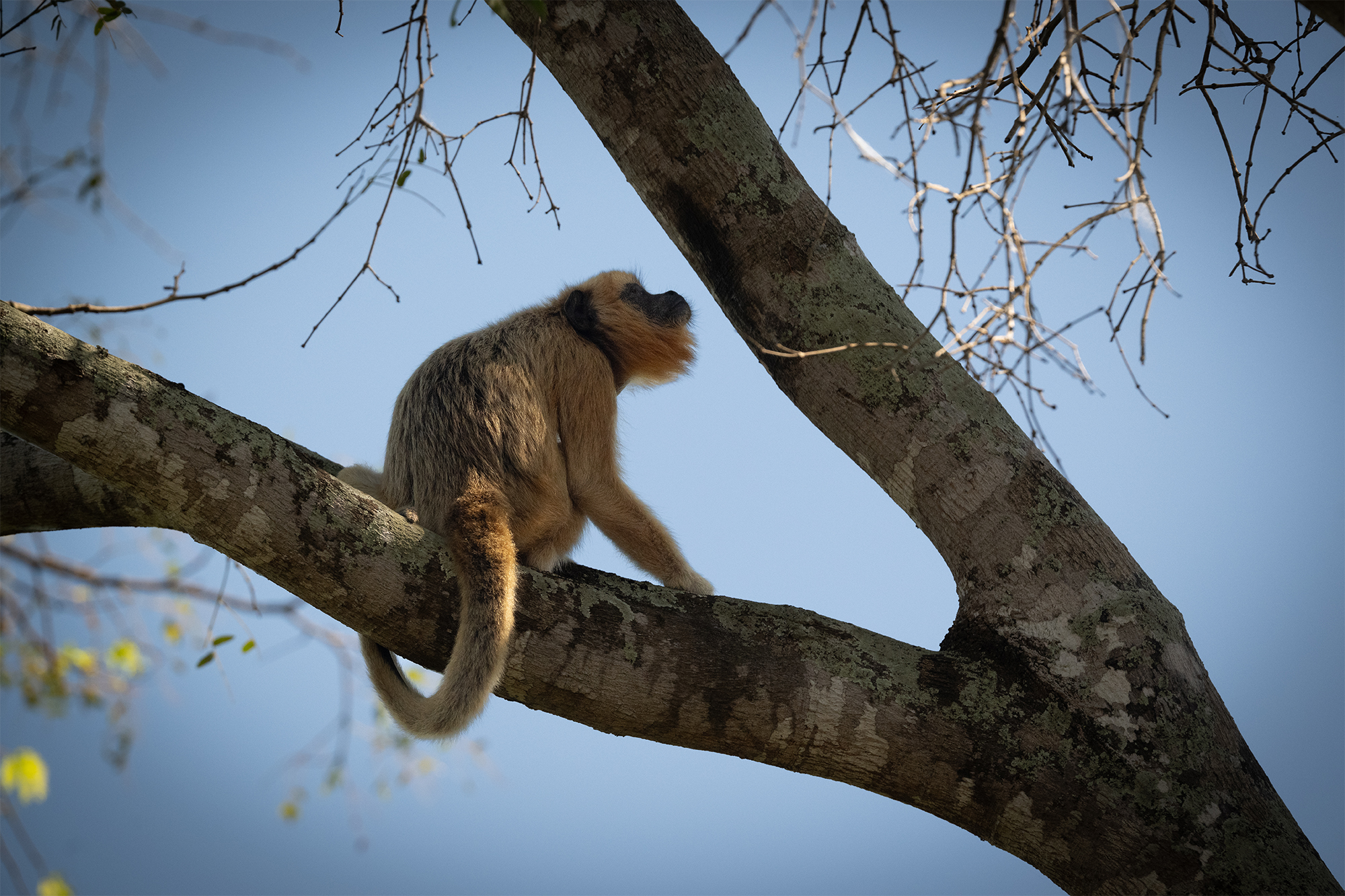 carrusel20_pantanal