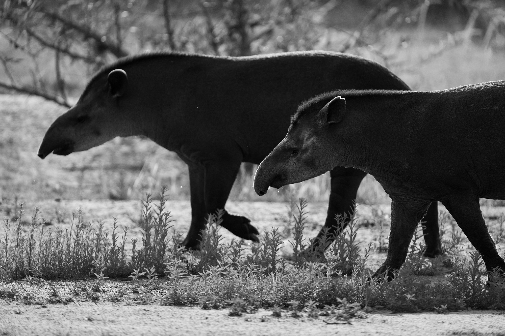 carrusel21_pantanal
