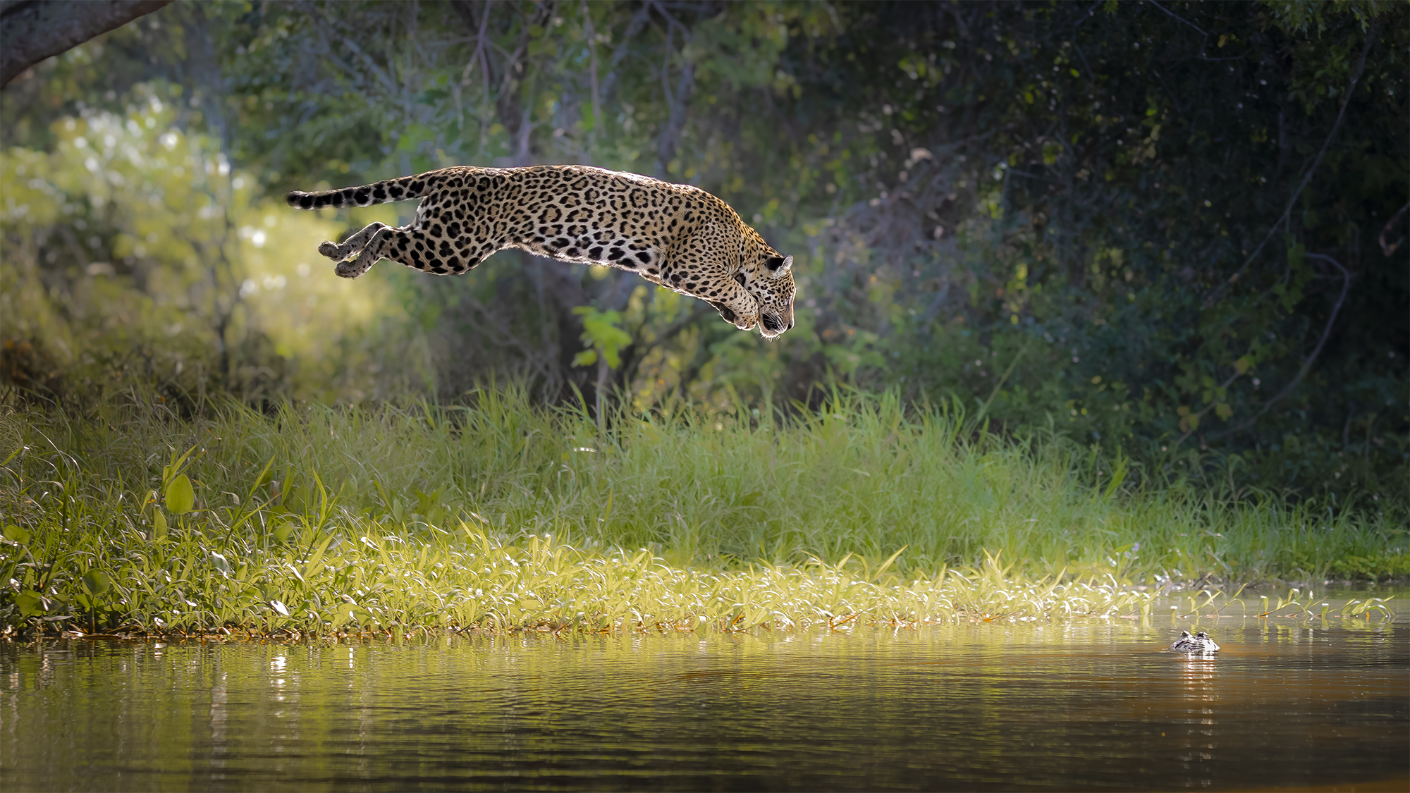 carrusel23_pantanal