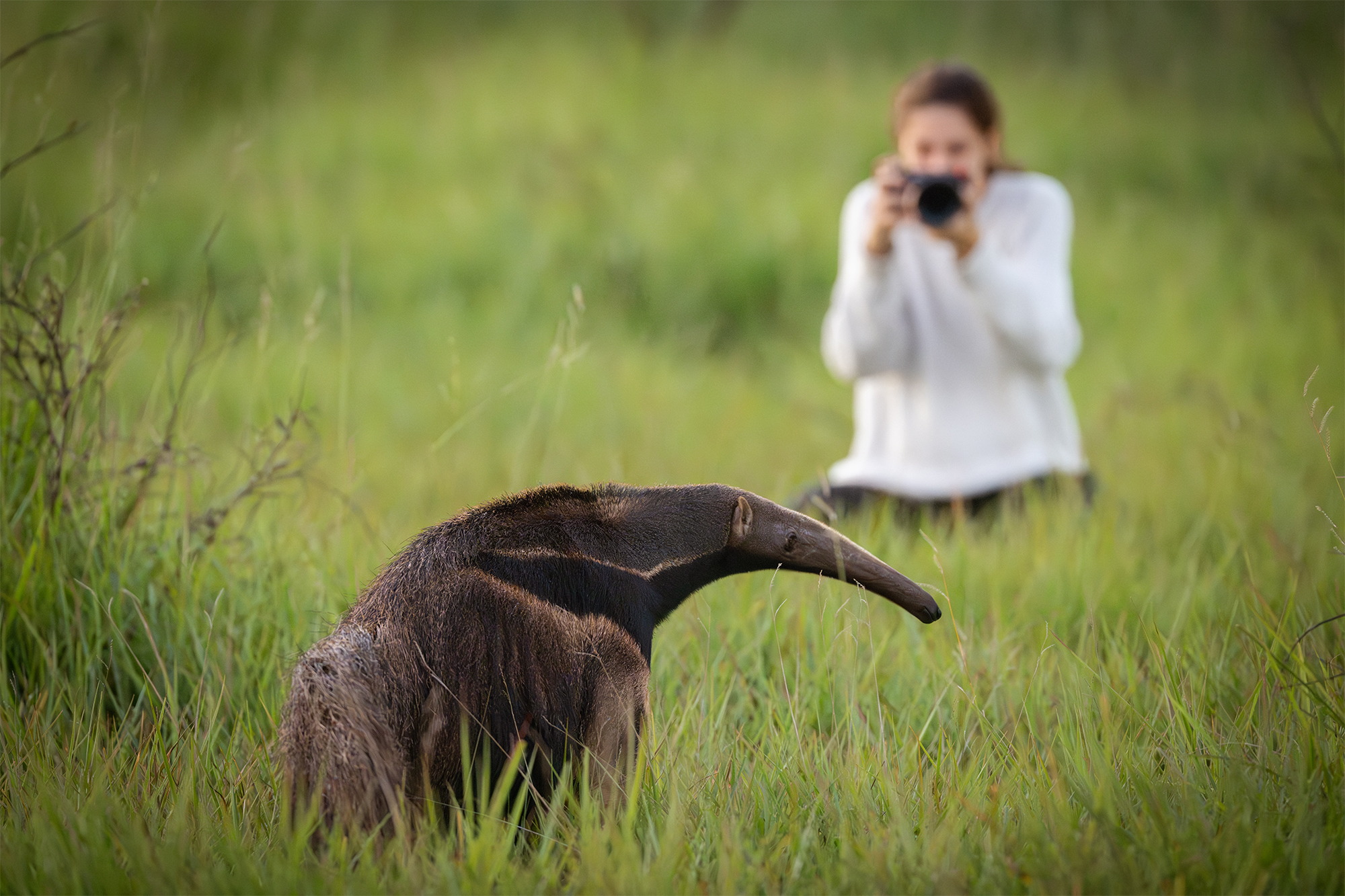 carrusel5_pantanal