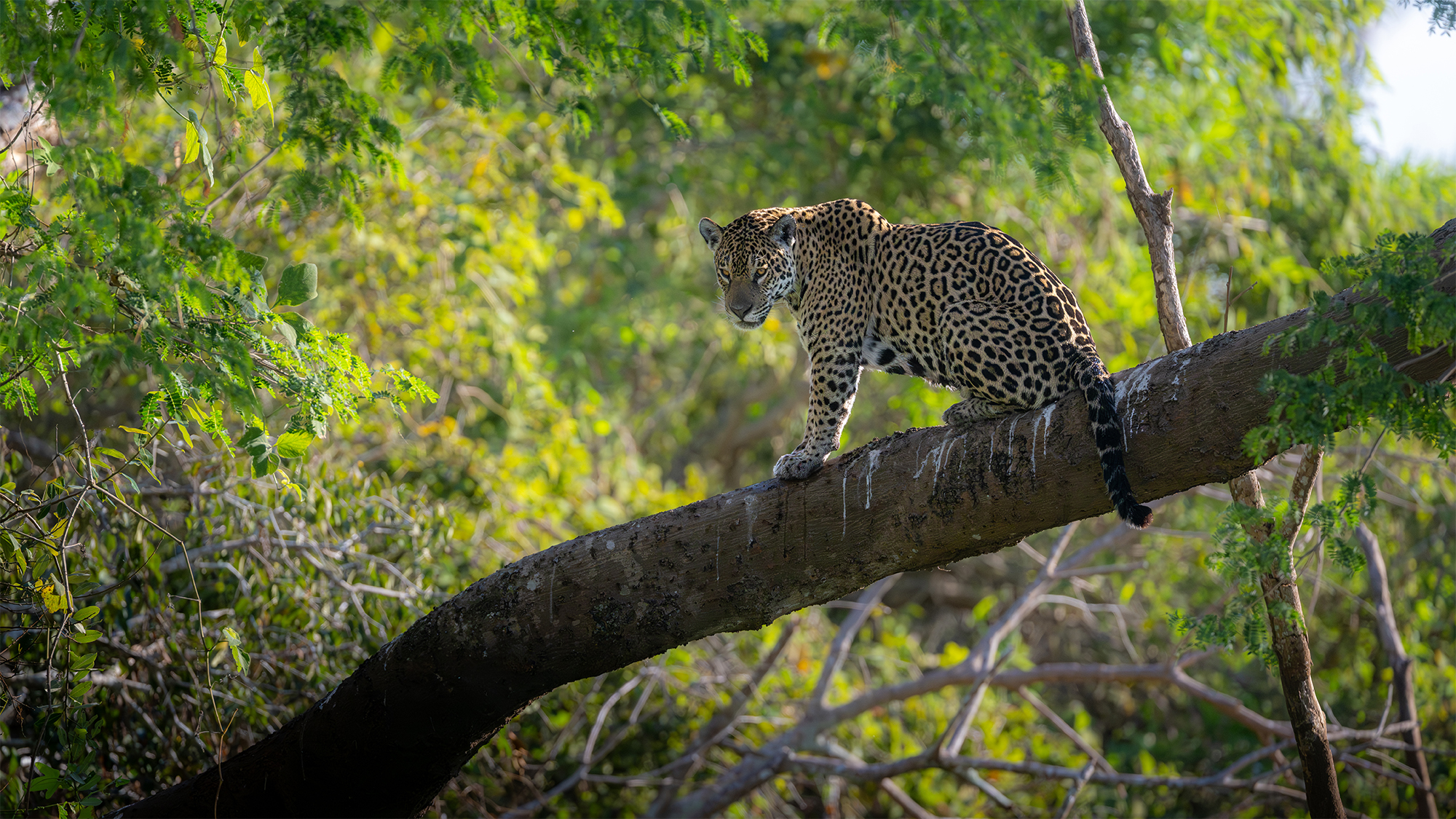 carrusel6_pantanal