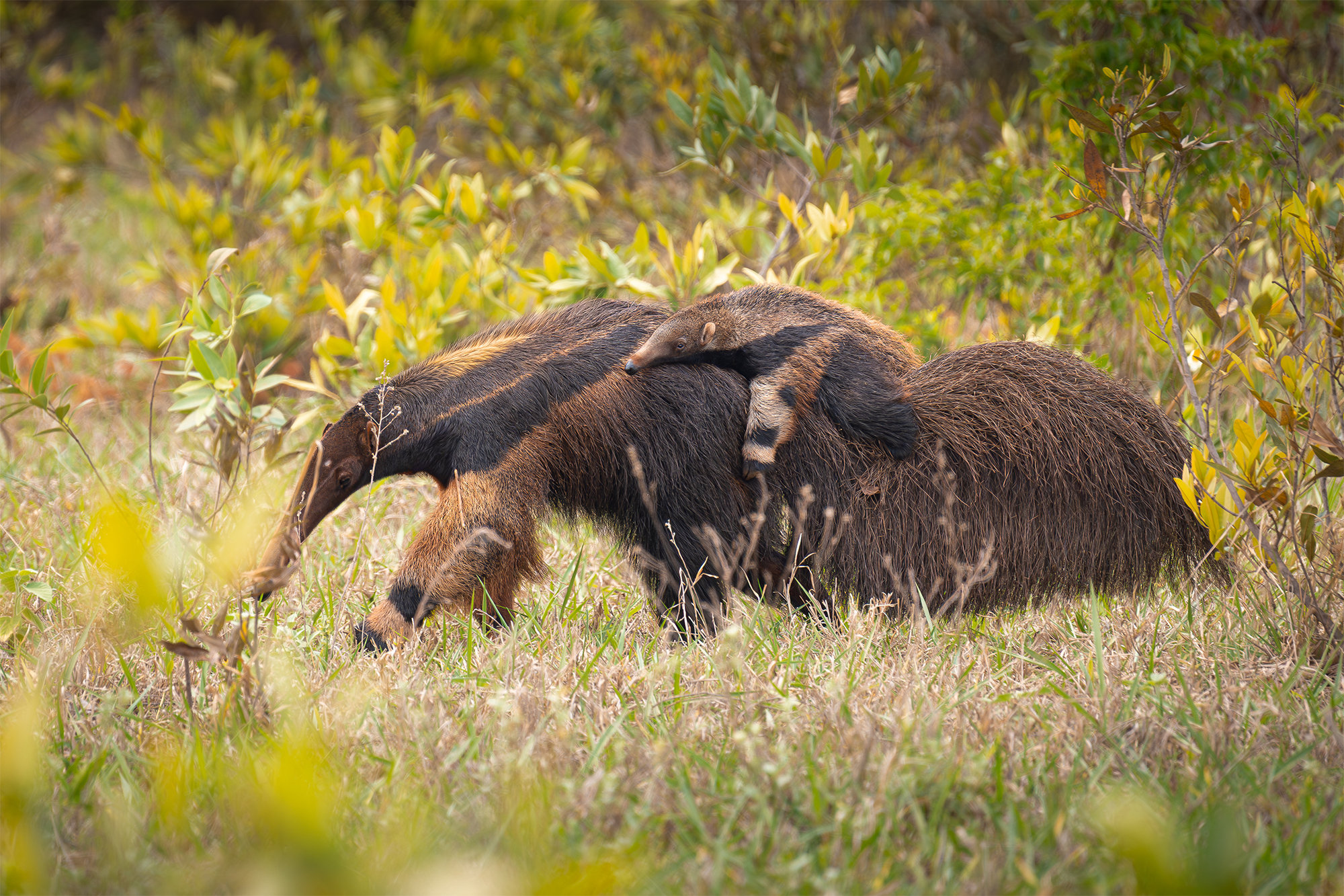 carrusel7_pantanal