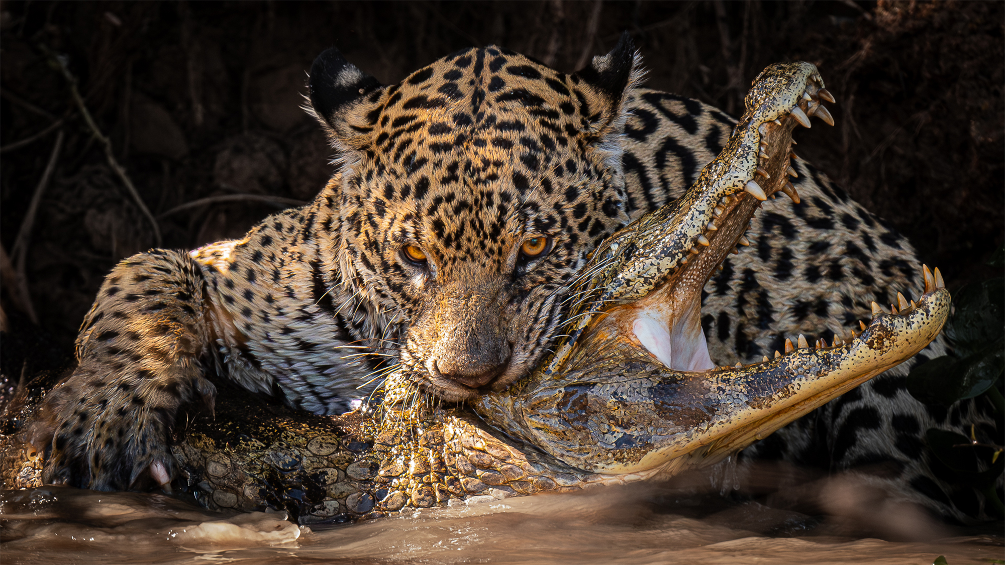 carrusel8_pantanal