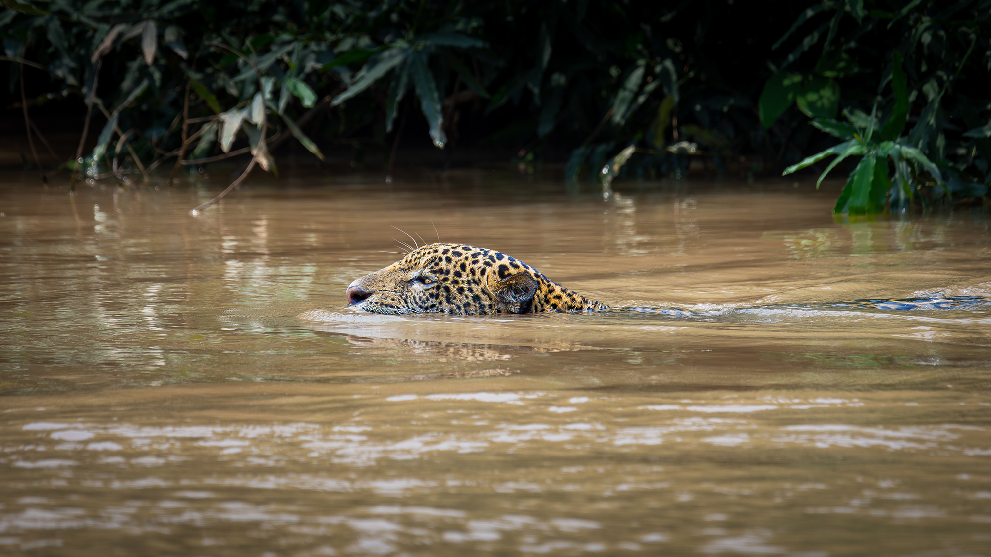 carrusel9_pantanal